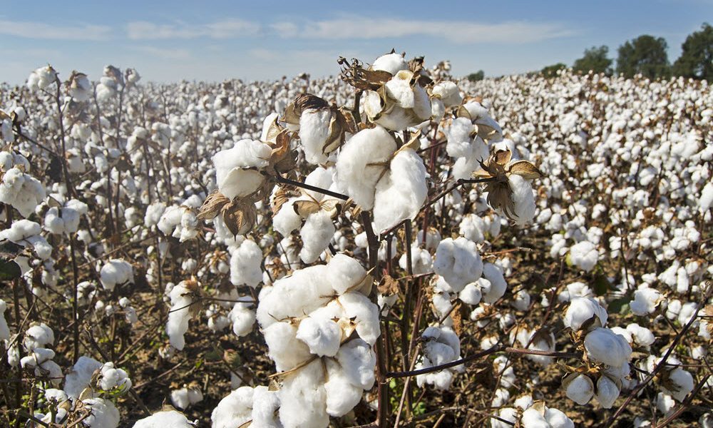 cotton