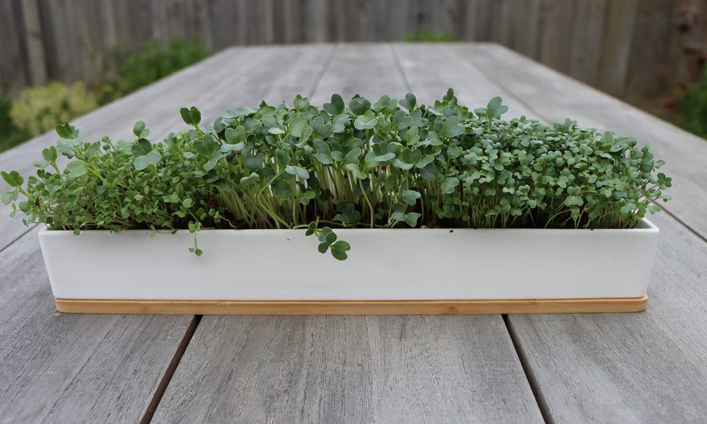 micro greens