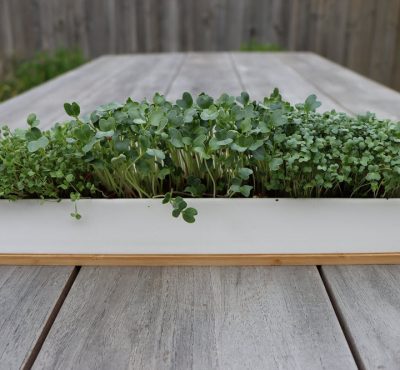micro greens