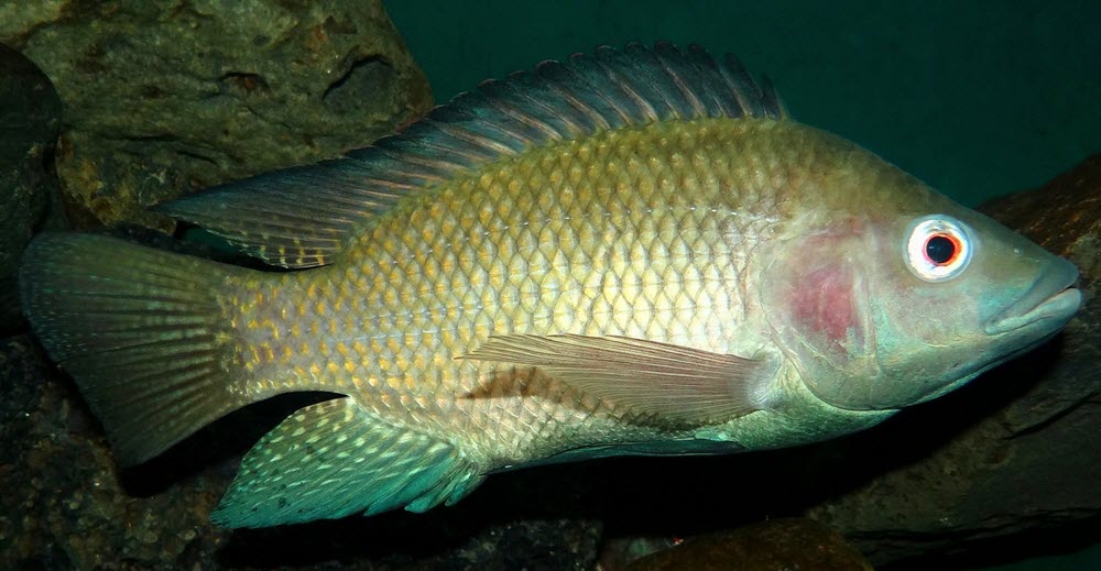 nile tilapia