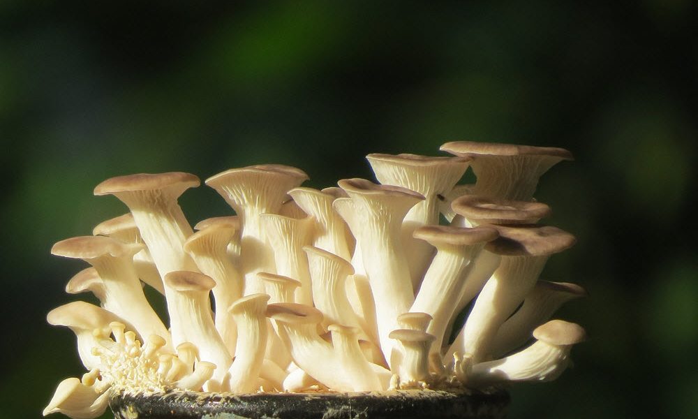 oyster mushroom