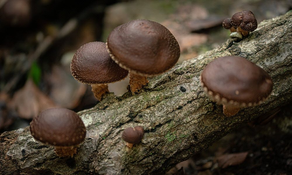 shiitake